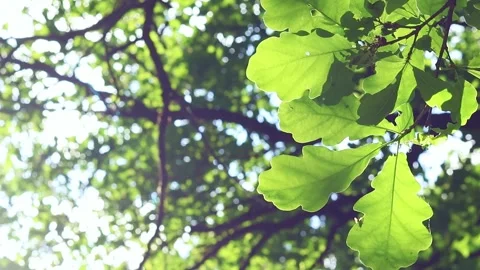 Green lush leaves on the oak tree branches illuminated by sunlight Stock Footage 295660011