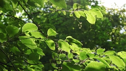 Green lush leaves on the tree branches illuminated by sunlight Stock Footage 295659930
