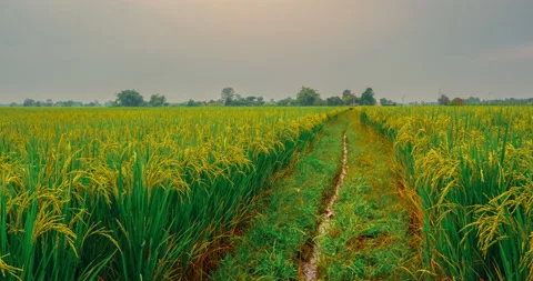 Green lush paddy fields during sunset with rain clouds at Chiang Mai Thailand Stock Footage 219272460