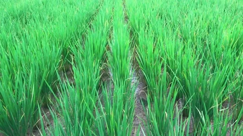 Green lush paddy rice fields Stock Footage 295906886