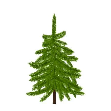 Green lush spruce, pine or fir tree. Fir branches. Isolated on white illust.. Stock Illustration