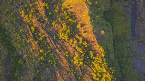 Green lush sunrise pattern bird eye view Stock Footage 94152158
