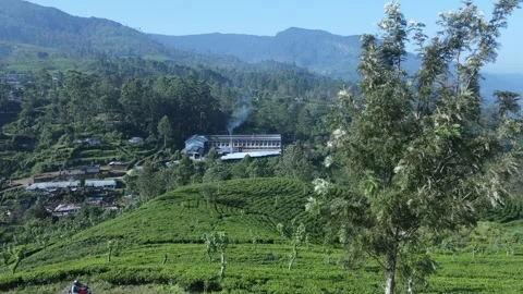Green lush tea fields - drone moves forward towards mountains Stock Footage 296930866