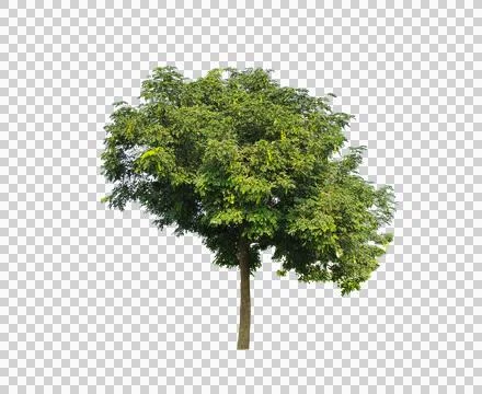 Green Lush Tree, a tree with leaves on it, isolated on a transparent background 스톡 사진