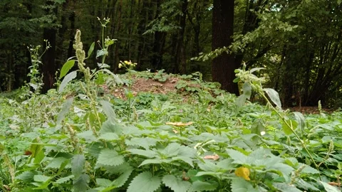 Green lush vegetation clearing in the forest Stock-Footage 318320213