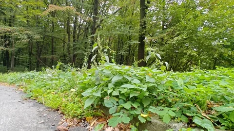 Green lush vegetation Stock Footage 318320211