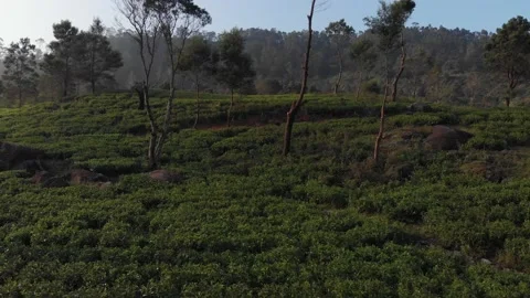 Green lushy tea fields Stock Footage 234523695