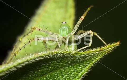 Green lynx spider in Belize Stock Photos