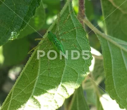 Green lynx spider relaxing on a green leaf in the garden Stock Photos