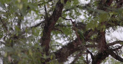 Green Macaw bird perched in tree squawks Stock Footage 219594645