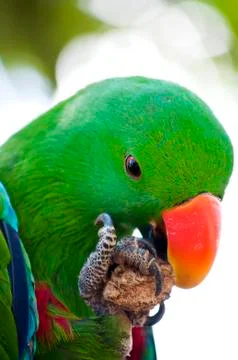 Green macaw close up Stock Photos