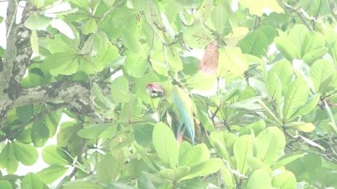 Green Macaw Eating Video stock 312814414