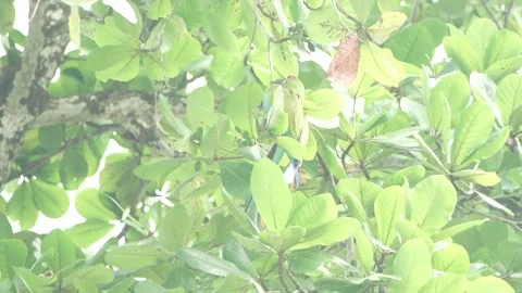 Green Macaw Eating Video stock 312820171