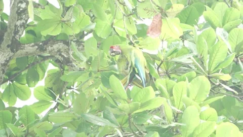 Green Macaw Video stock 312814415