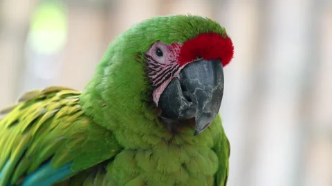 Green Macaw Moving Its Beak and Head Видео 310811604