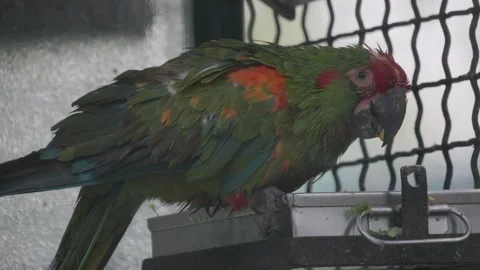 Green macaw parrot eating in aviary Stock Footage 326556985