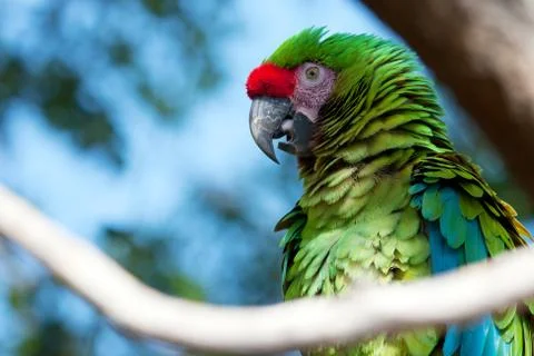 Green macaw perched on a tree Stock Photos
