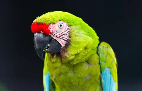 Green macaw Stock Photos