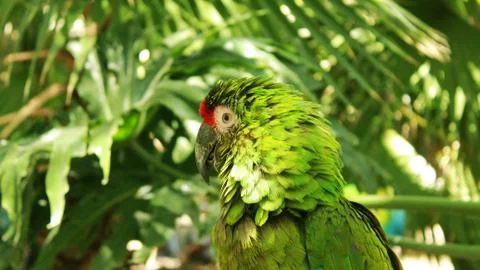Green macaw Stock Photos