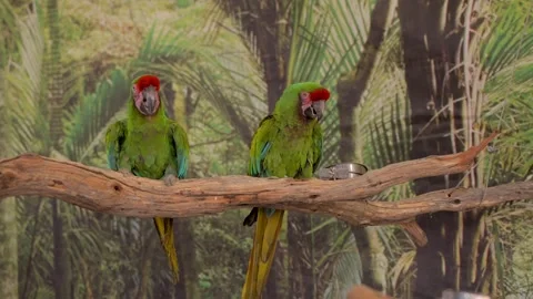 Green macaws on display Stock Footage 253442238