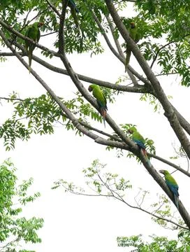 Green Macaws Stock-Fotos