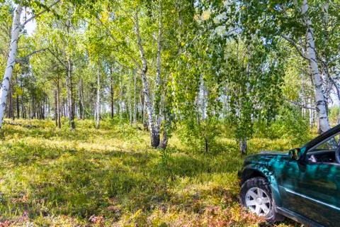 The green machine is in the birch forest Foto stock