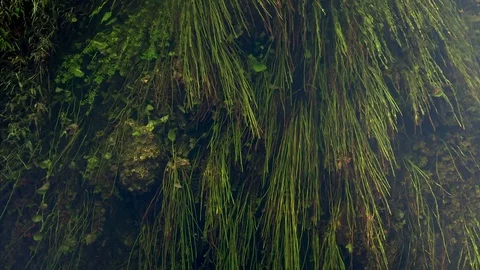 Green Macro Algae Grow Underwater in Wetlands of Everglades National Park Stock-Footage 71780838