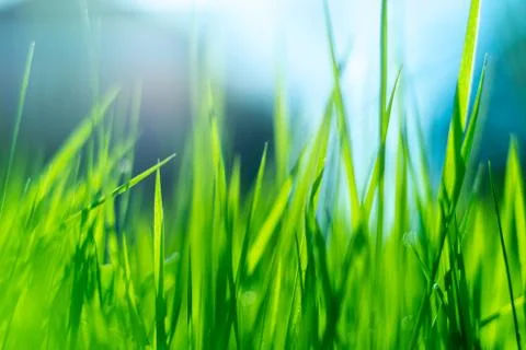 Green macro grass background Stock Photos