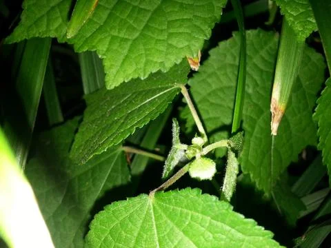 Green macro leaf,Green leaves with black background Stock Photos