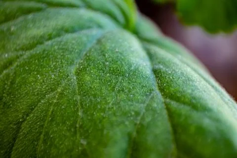 Green macro shoot texture from a big leaf Stock Photos