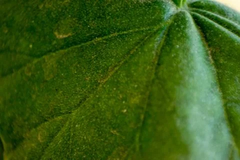 Green macro texture from a big leaf Stock Photos