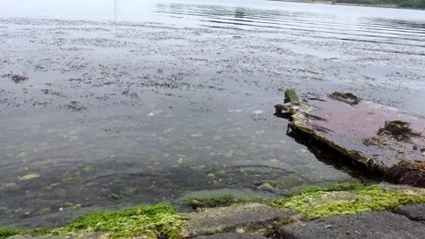 Green macroalgae such as sea lettuce (Ulva lactuca) and gutweed (Enteromorp.. Stock Footage 341693278