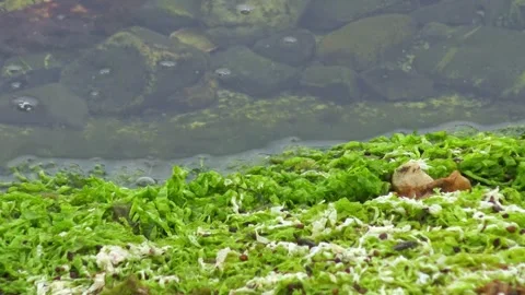 Green macroalgae such as sea lettuce (Ulva lactuca) and gutweed (Enteromorp.. Stock Footage 341693294