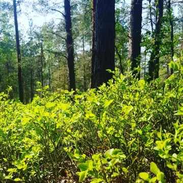 Green magic forest Stock Photos