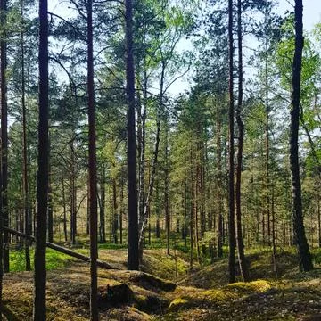 Green magic forest Stock Photos