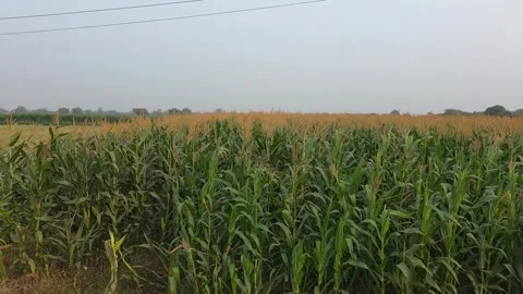 Green maize and corn crop growing densely in a field with a mature golden c.. Stock Footage 345393879