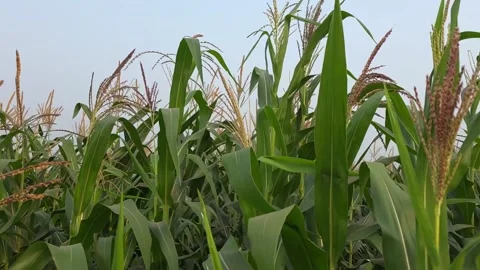 Green maize and corn plants with flowering tassels growing densely across a.. Stock Footage 345393887