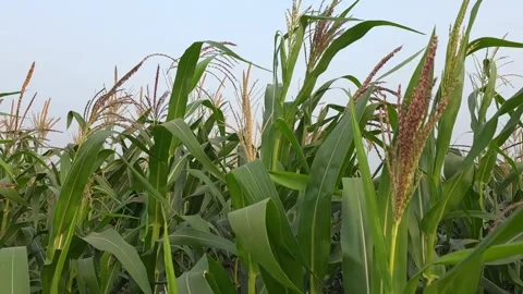 Green maize and corn plants with flowering tassels growing densely across a.. Stock Footage 345394030