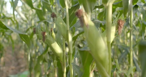 Green Maize Corn close up and focus from front to back.Harvest in field in autum Stock Footage 225480749