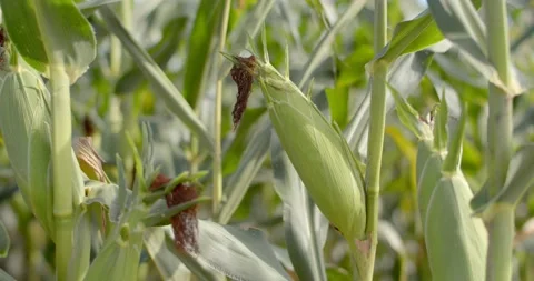 Green Maize Corn close up and camera slide left.Harvest in field in autumn. Stock Footage 225480755