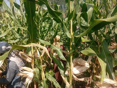 Green maize corn crop growing in agricultural field before harvest Stock Photos