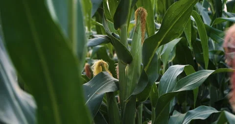 Green maize corn crop on stalk in agricultural plantation Stock Footage 300530638