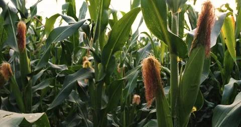 Green maize corn crop on stalk in agricultural plantation Stock Footage 300531281