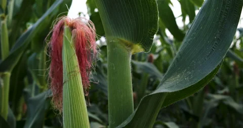 Green maize corn crop on stalk in agricultural plantation Stock Footage 303393506