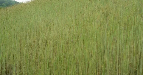 Green maize corn field Plantation in summer agricultural season Stock Footage 101205676