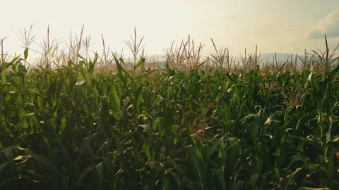 Green maize corn in plantation cornfield in the evening and light sunset Stock Footage 170149125