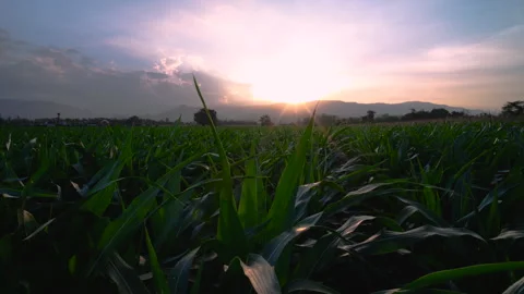 Green maize corn in plantation cornfield in the evening Stock Footage 261353020