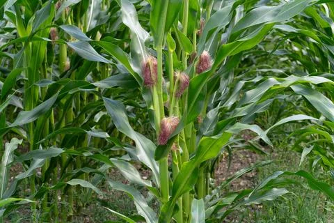 Green Maize Plant with Corn Stock-Fotos