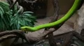 Green Mamba 20110925-122019 HD Footage