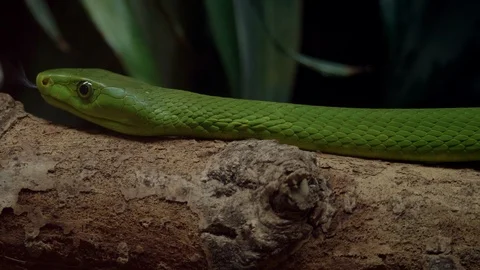 Green Mamba Crawling on a Branch Stock Footage 86206778